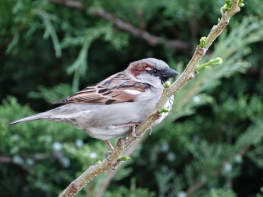 Jurnal ilustrat 120, 1