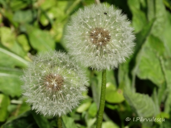 Jurnal ilustrat 120, 3