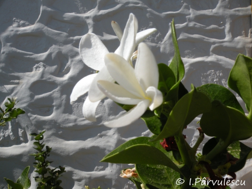 Jurnal ilustrat 120, 4