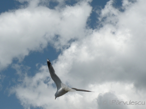 Jurnal ilustrat 123 - 3