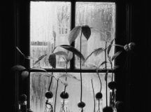 Teoriile lui Gräfenberg