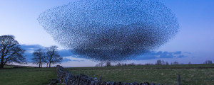 Murmuration of starlings
