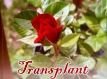 O minunată carte de versuri